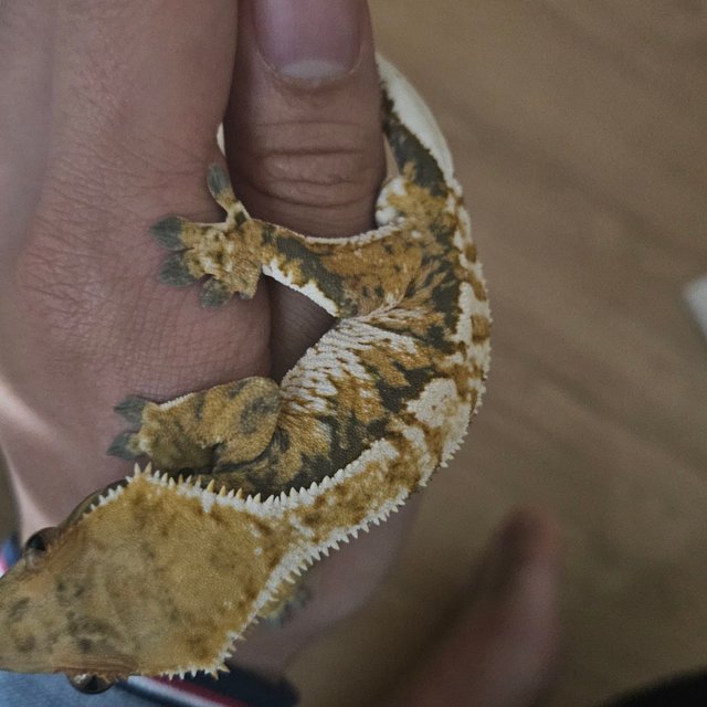 트라이 익스트림할리퀸