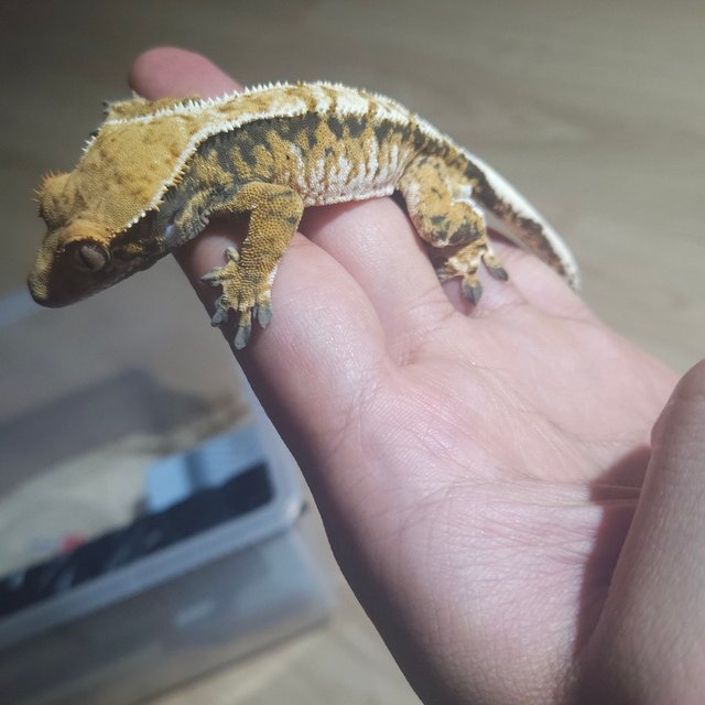 익스트림할리퀸 트라이