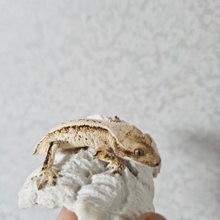 노멀 화이트스팟