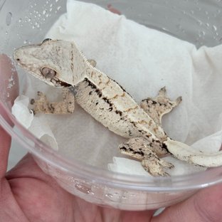 노멀 화이트스팟