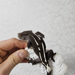 아잔틱 화이트포트홀