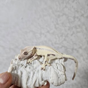 릴리 세이블 솔리드백