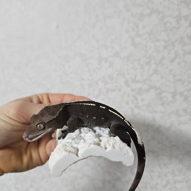 아잔틱 화이트포트홀