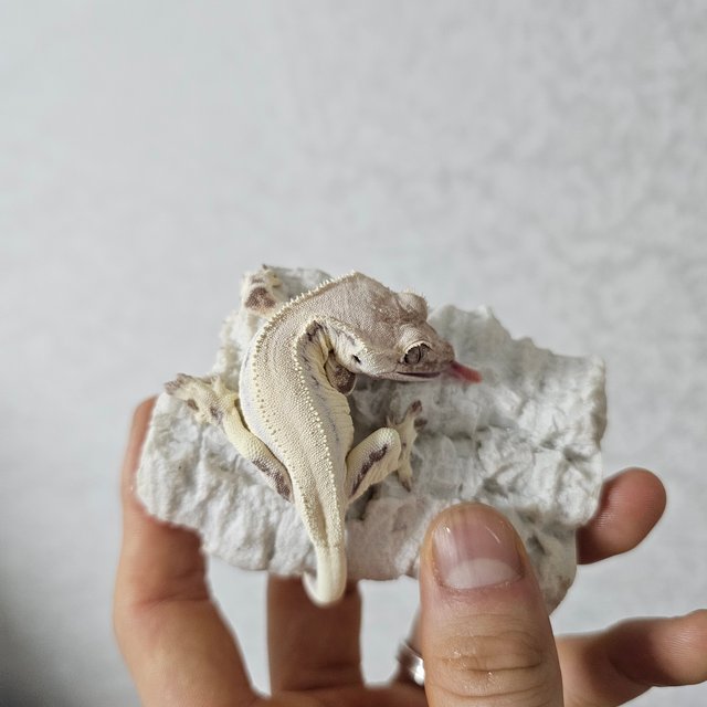 릴리 세이블 솔리드백