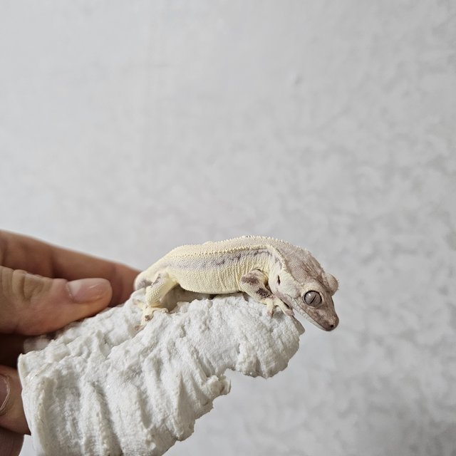 릴리 세이블 솔리드백