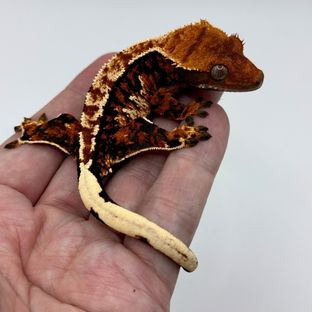 트라이 익스트림할리퀸 바브 텐저린