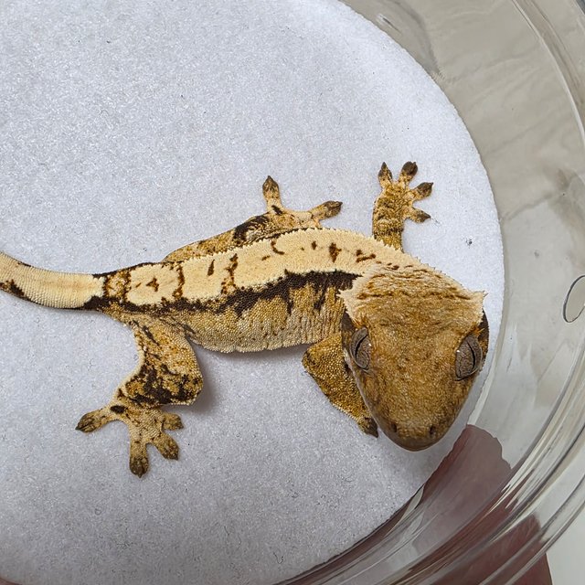 트라이 익스트림할리퀸 화이트크라운 텐저린