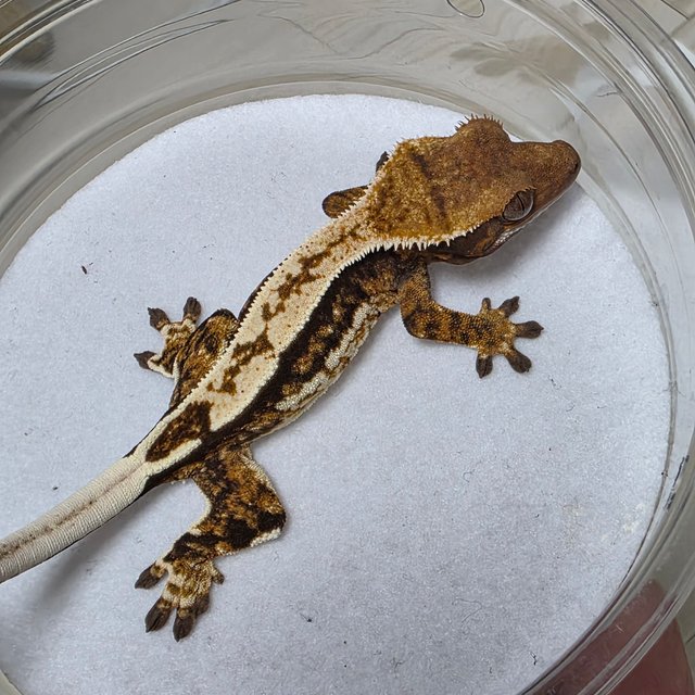 트라이 쿼드 익스트림할리퀸 텐저린 화이트크라운 핀스트라이프