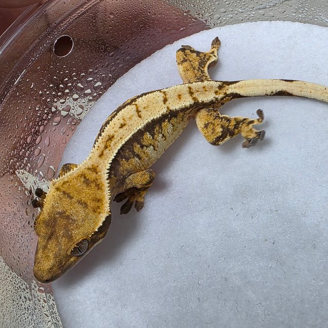 트라이 익스트림할리퀸 화이트스팟 화이트크라운 텐저린