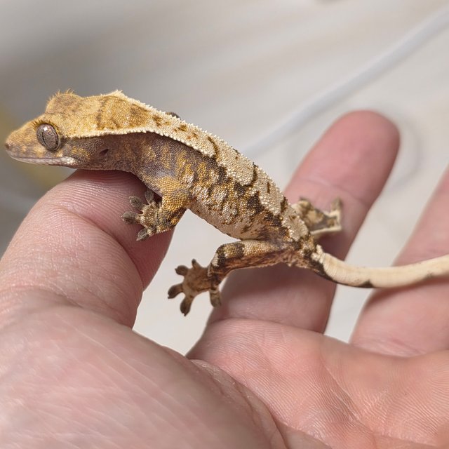 트라이 익스트림할리퀸 화이트스팟 화이트크라운 텐저린