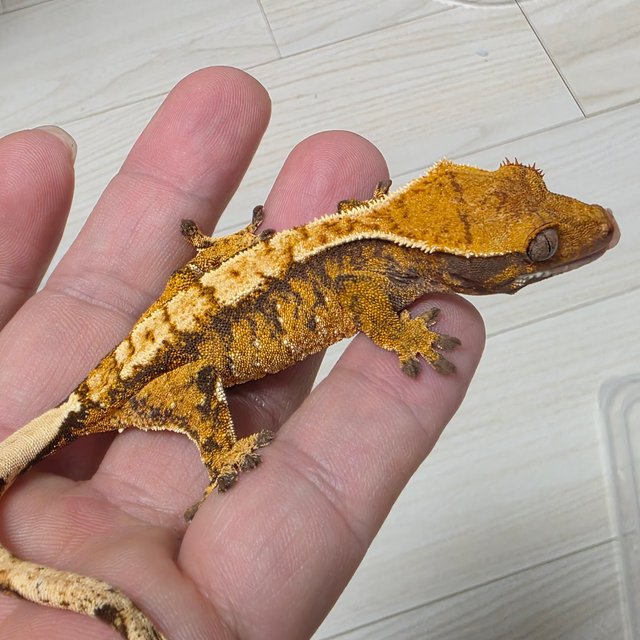 트라이 익스트림할리퀸 화이트크라운 텐저린