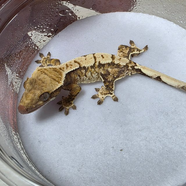 트라이 익스트림할리퀸 화이트스팟 화이트크라운 텐저린