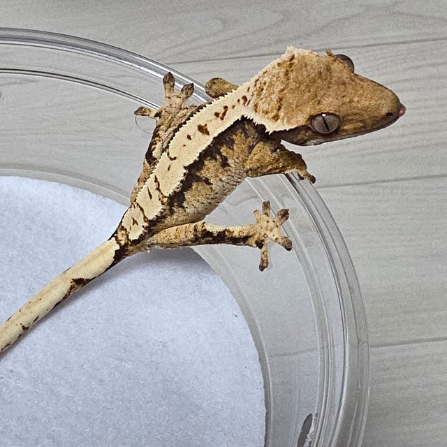 트라이 익스트림할리퀸 화이트크라운 텐저린