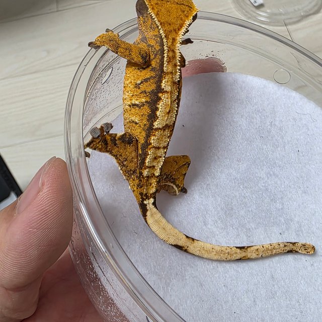 트라이 익스트림할리퀸 화이트크라운 텐저린