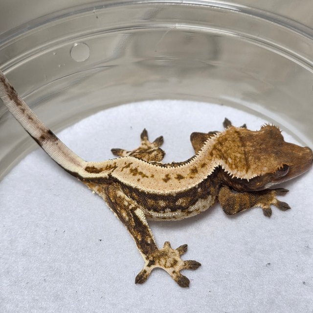 트라이 익스트림할리퀸 쿼드 핀스트라이프 화이트크라운 텐저린