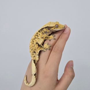 트라이 익스트림할리퀸