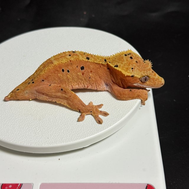 달마시안 슈퍼달마시안