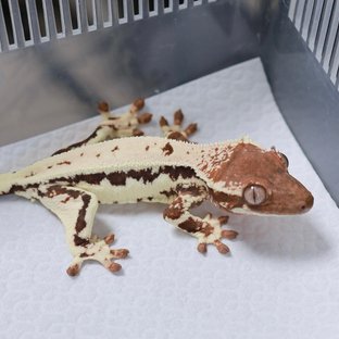 추이X오뎅