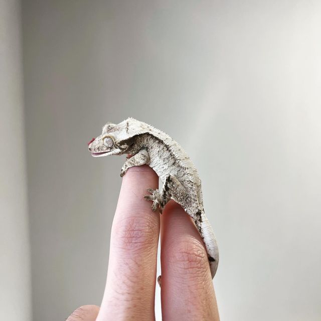 노멀 화이트스팟 화이트포트홀 화이트 트라이