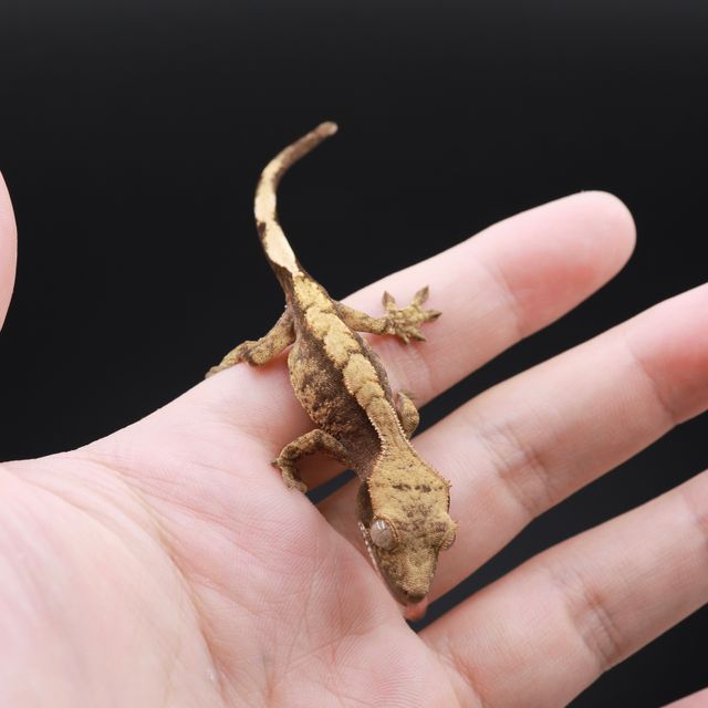 익스트림할리퀸