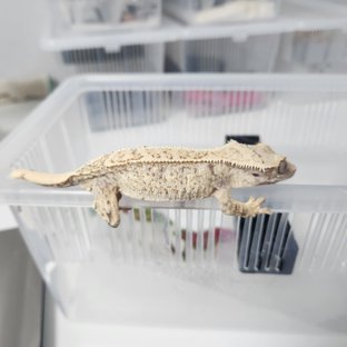 노멀 화이트스팟 화이트크라운 화이트포트홀 쿼드 풀핀