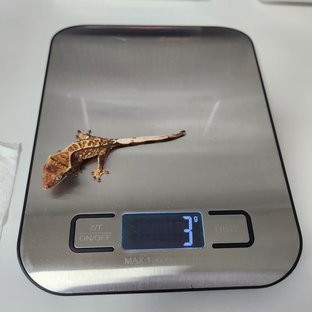 노멀 2