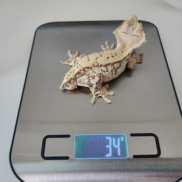 노멀 화이트스팟 화이트포트홀 트라이 화이트크라운