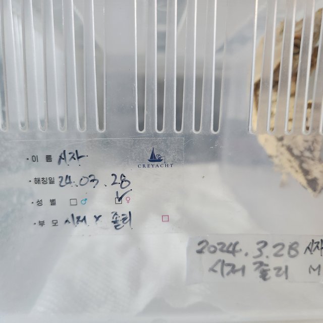 노멀 화이트스팟 화이트포트홀 트라이 화이트크라운