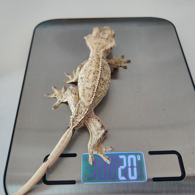 노멀 화이트스팟 화이트크라운 화이트포트홀 쿼드 풀핀