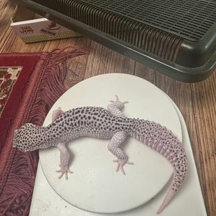 갤럭시