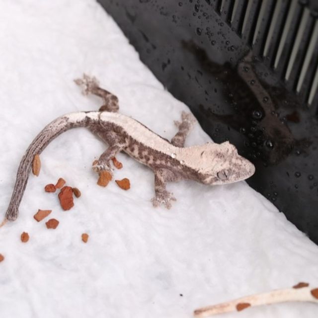 루왁 릴리