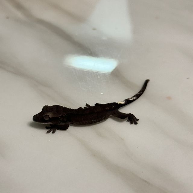 아잔틱