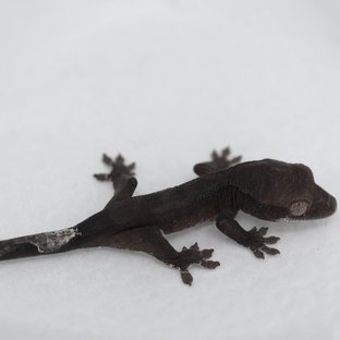 챠콜 팬텀 카푸치노