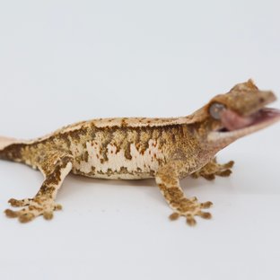 노멀 트라이 할리퀸 화이트스팟