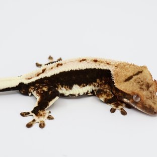 릴리100%헷아잔틱