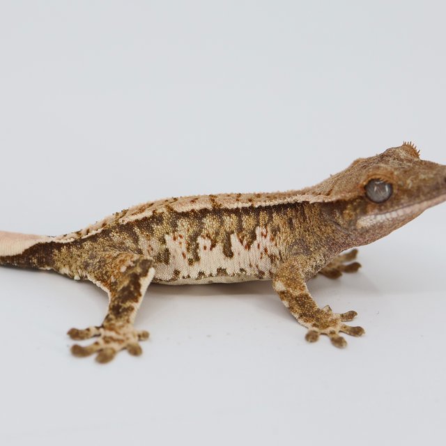 노멀 트라이 할리퀸 화이트스팟