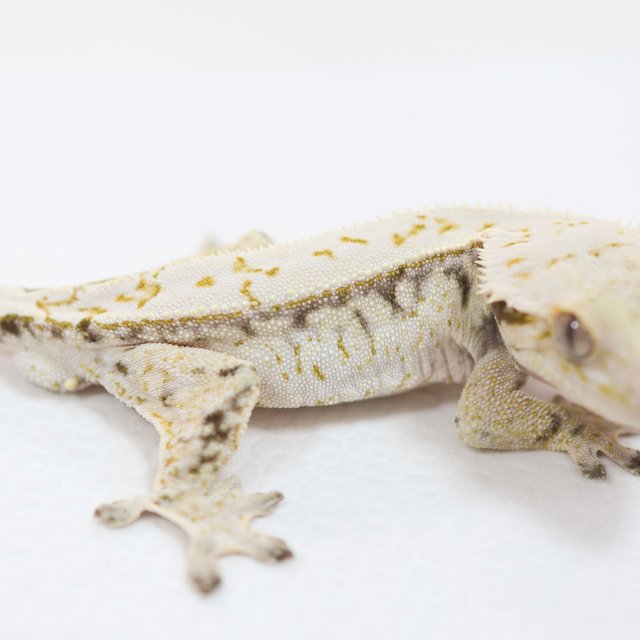 노멀 쿼드 풀핀 트라이