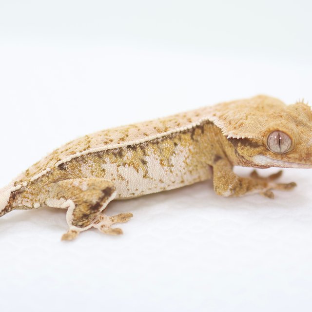 노멀 트라이 드리피 풀핀 쿼드 화이트스팟