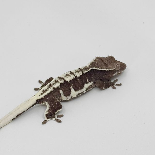 릴잔틱
