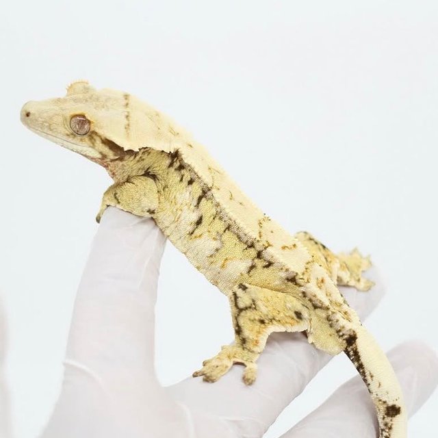 노멀 트라이 드리피