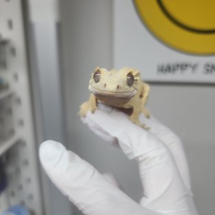 익스트림할리퀸