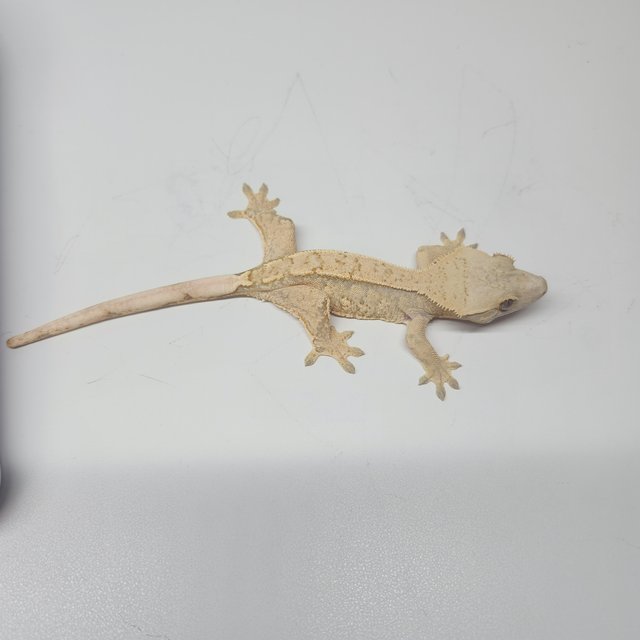 익스트림할리퀸