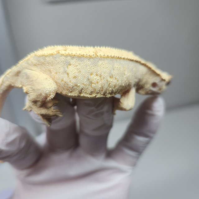 익스트림할리퀸