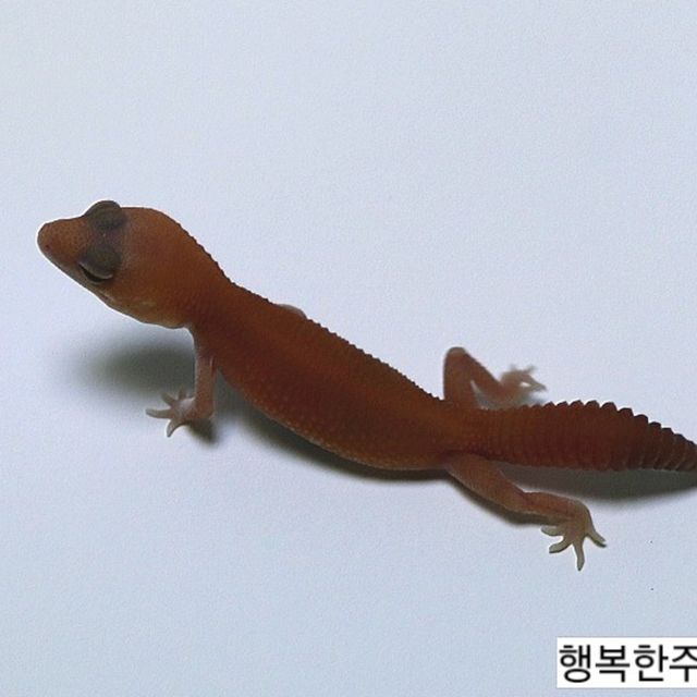 아멜라니스틱 패턴리스