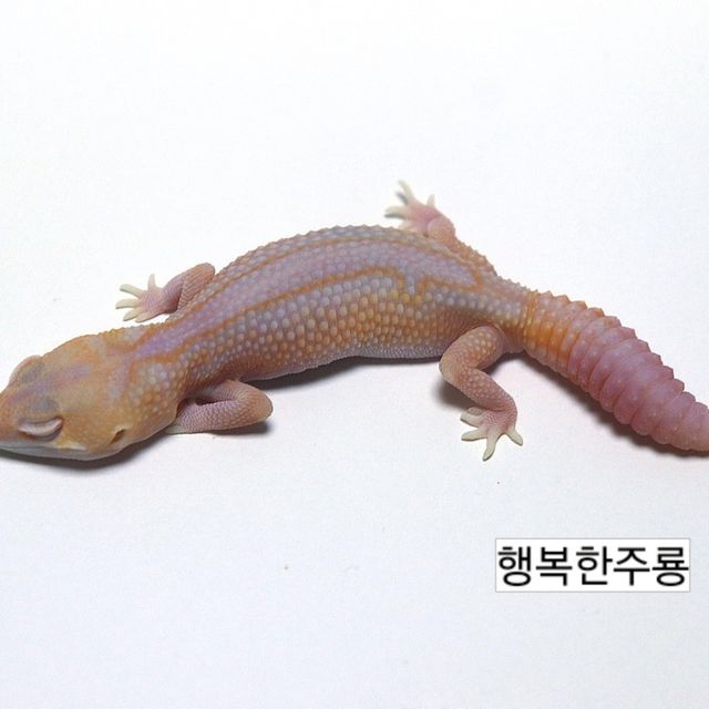 아멜라니스틱 줄루 카라멜 화이트아웃