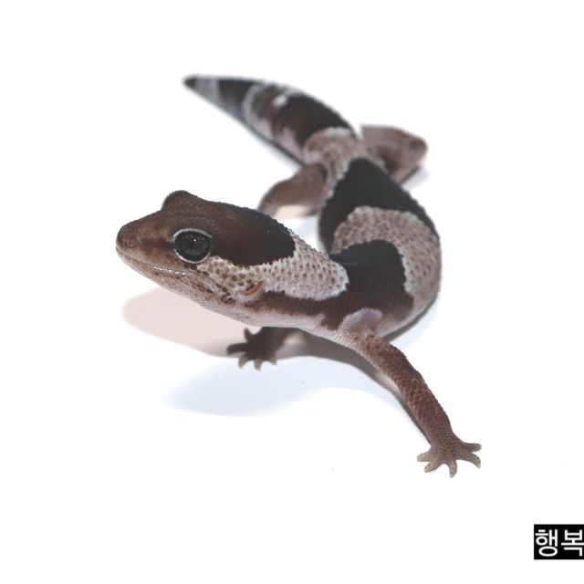 오레오 헷 카라멜 헷 줄루