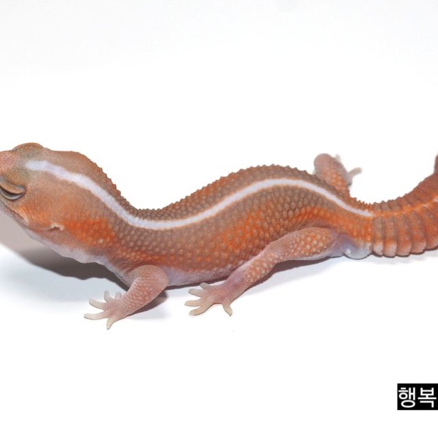 아멜라니스틱 패턴리스