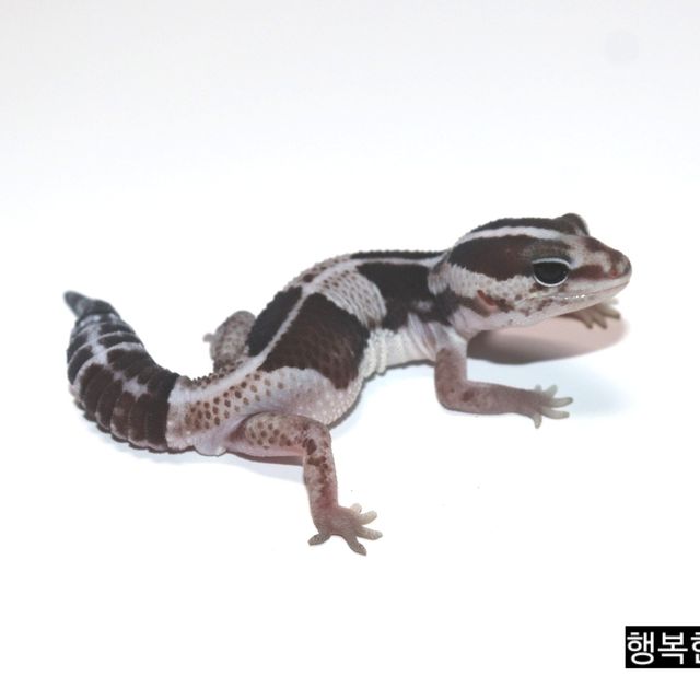 오레오