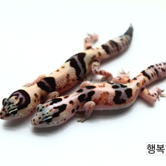 화이트아웃 헷 아멜라니스틱 헷 카라멜 헷 오레오 헷 패턴리스