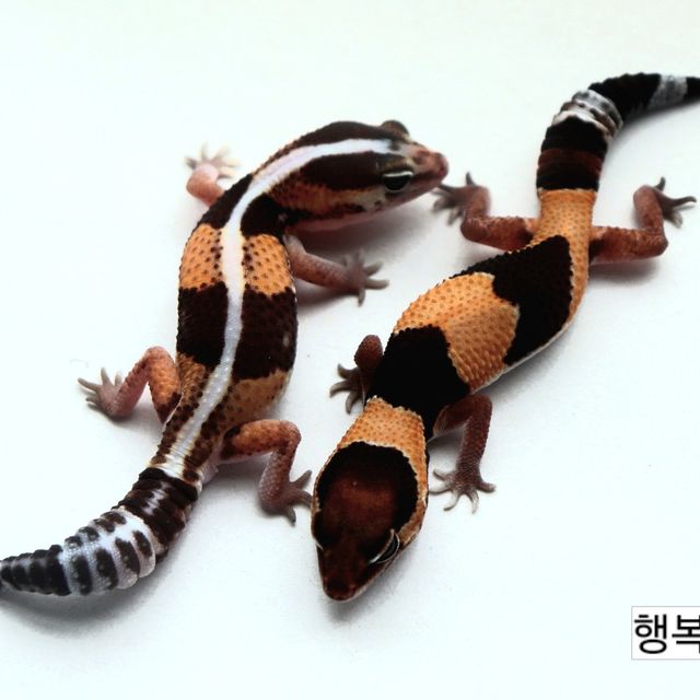 헷 아멜라니스틱 헷 오레오